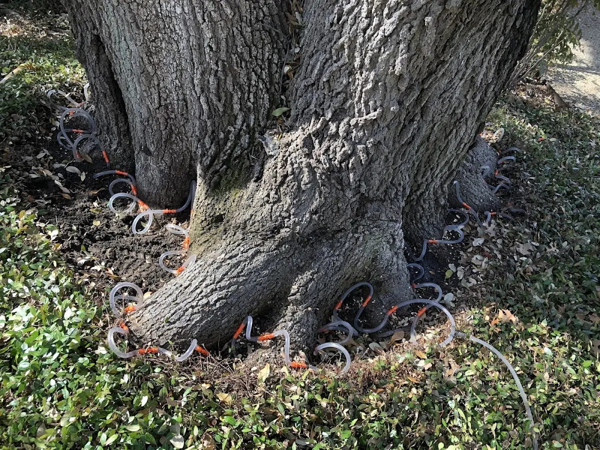 Detailed Tree Cabling and Bracing job site in Palisade