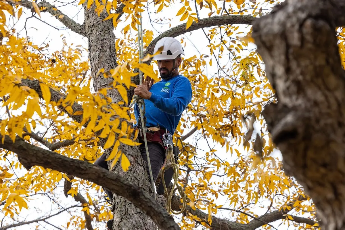 Skilled Storm Damage Cleanup crew working in Palisade